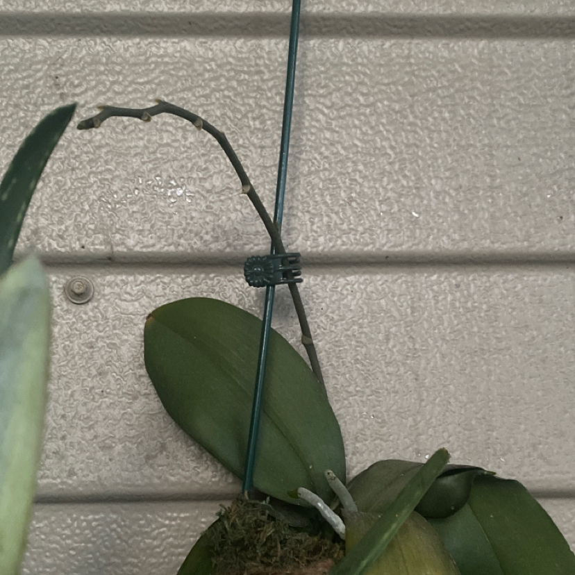 Phalaenopsis Orchid plant photo by @itscarissa named Richard on Greg, the plant care app.