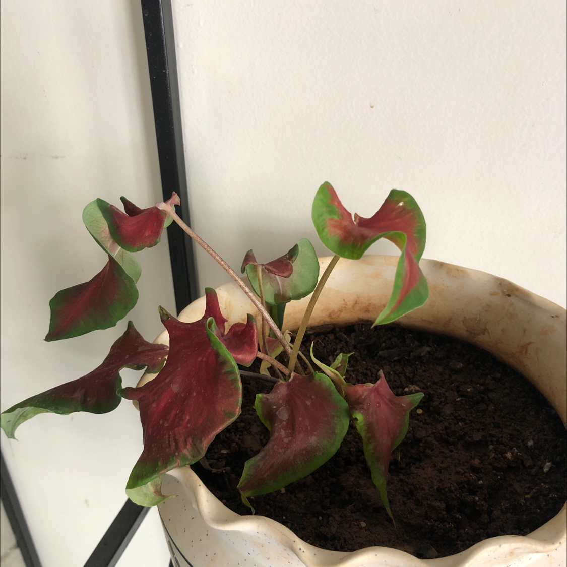 Photo of the plant species Florida Red Ruffle Caladium by @rutuj named Scarlett on Greg, the plant care app