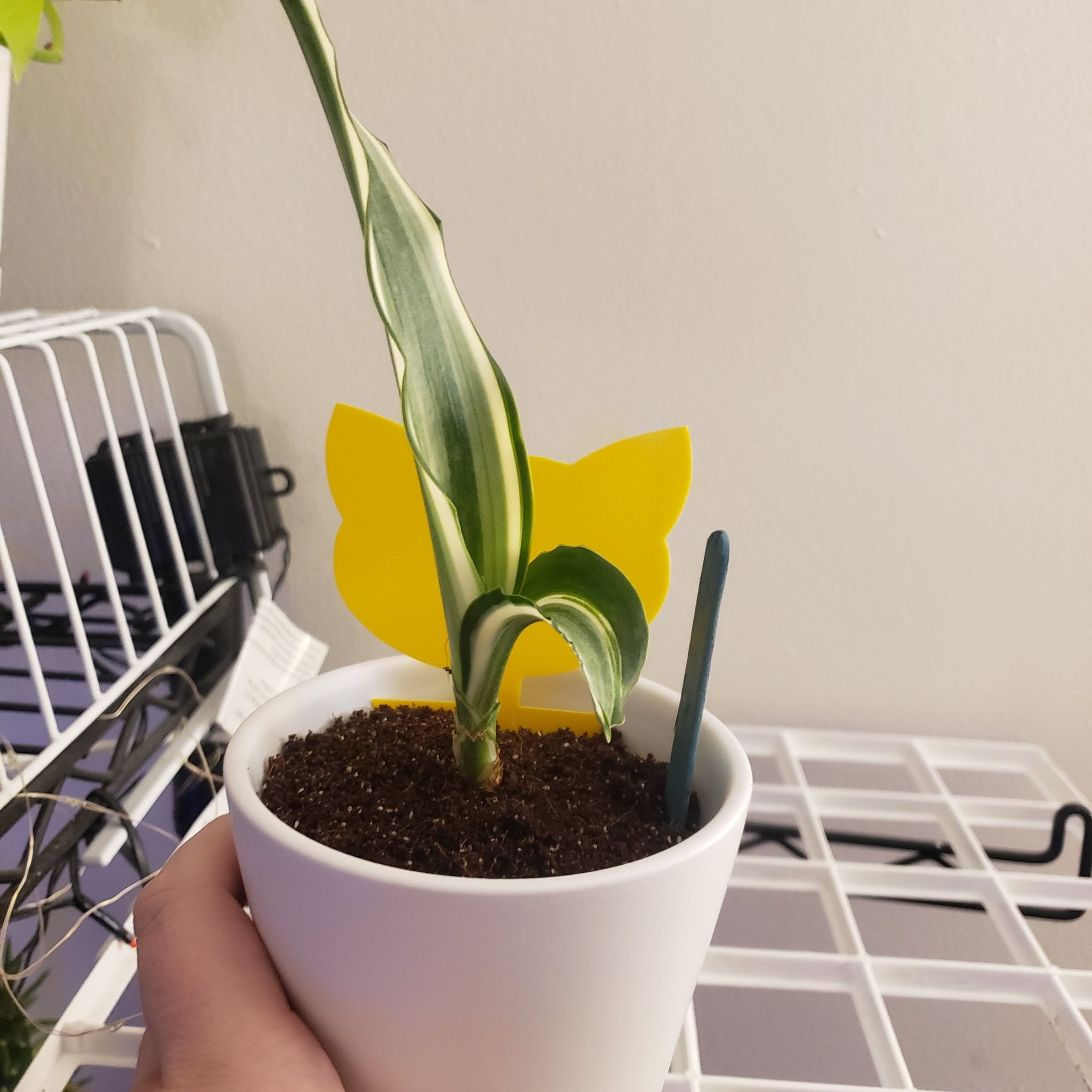 Potted Metallica Snake Plant with variegated leaves, held by a hand.