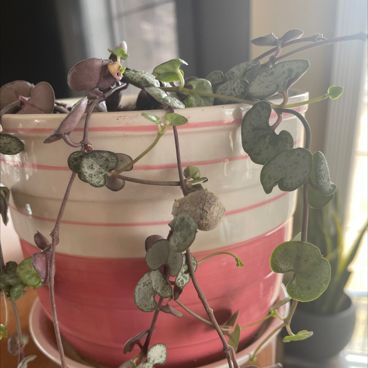 Your plant