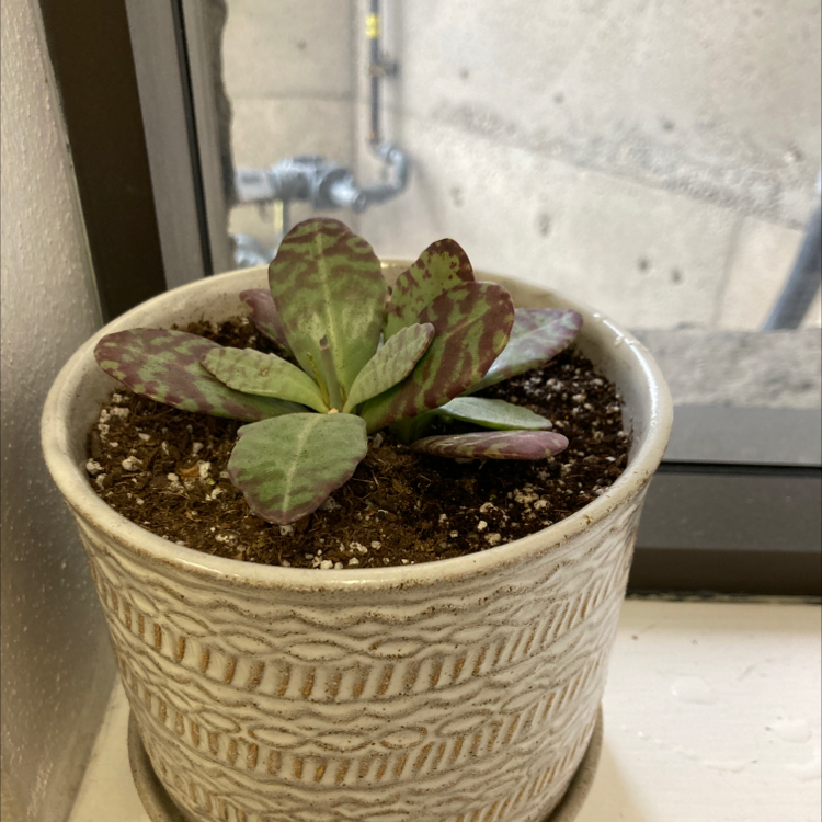 Your plant