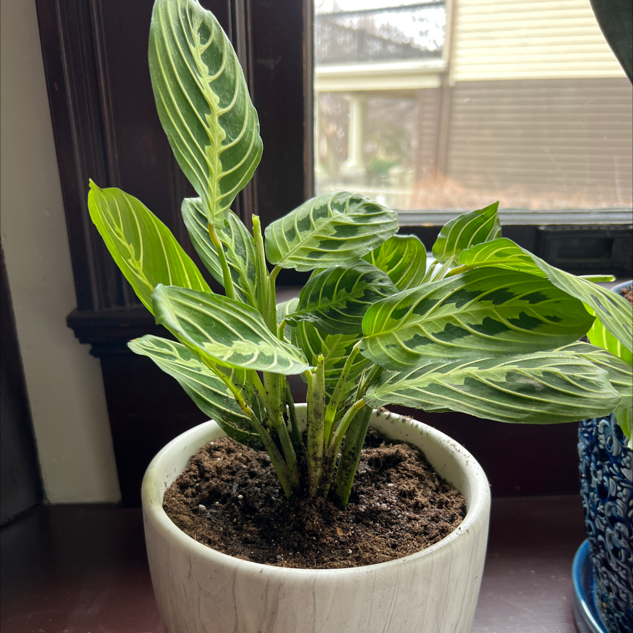 Healthy Prayer Plant (Maranta leuconeura) in a white pot with vibrant leaves and visible soil.