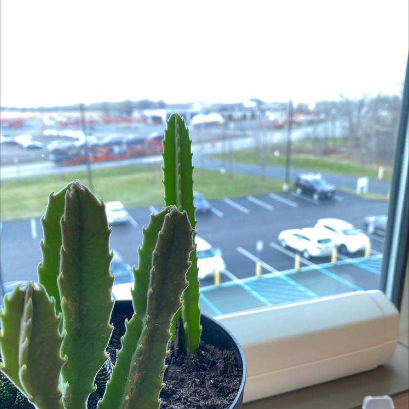 Potted Zulu Giant plant on a windowsill with a parking lot in the background.