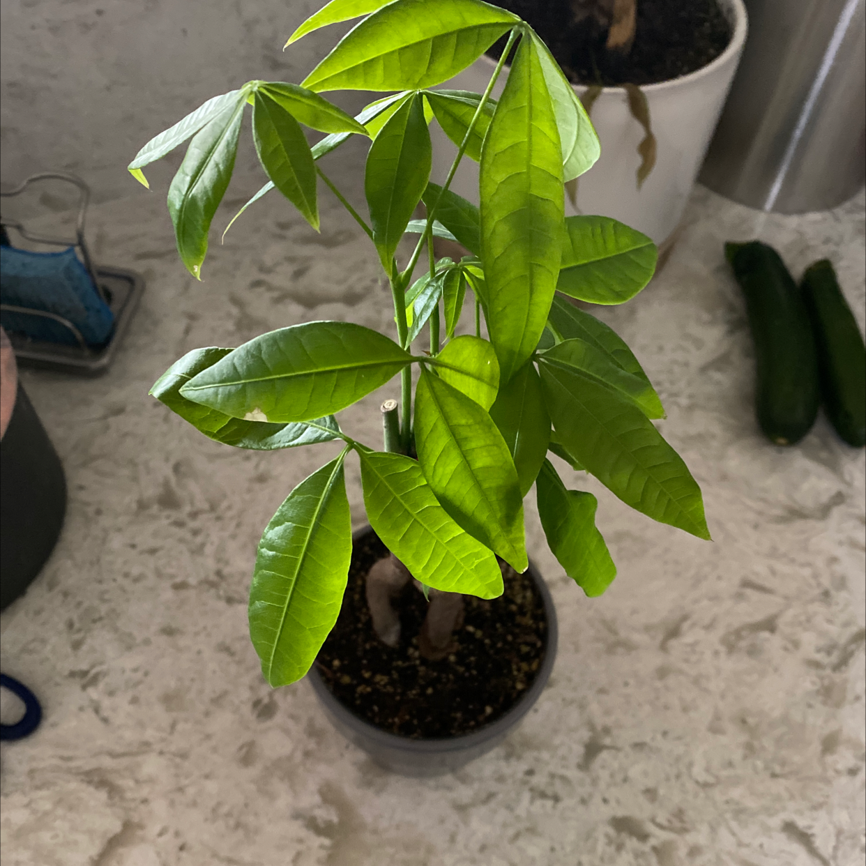 Healthy Pachira aquatica money tree plant with glossy green leaves and braided trunk in black plastic pot on light rug.
