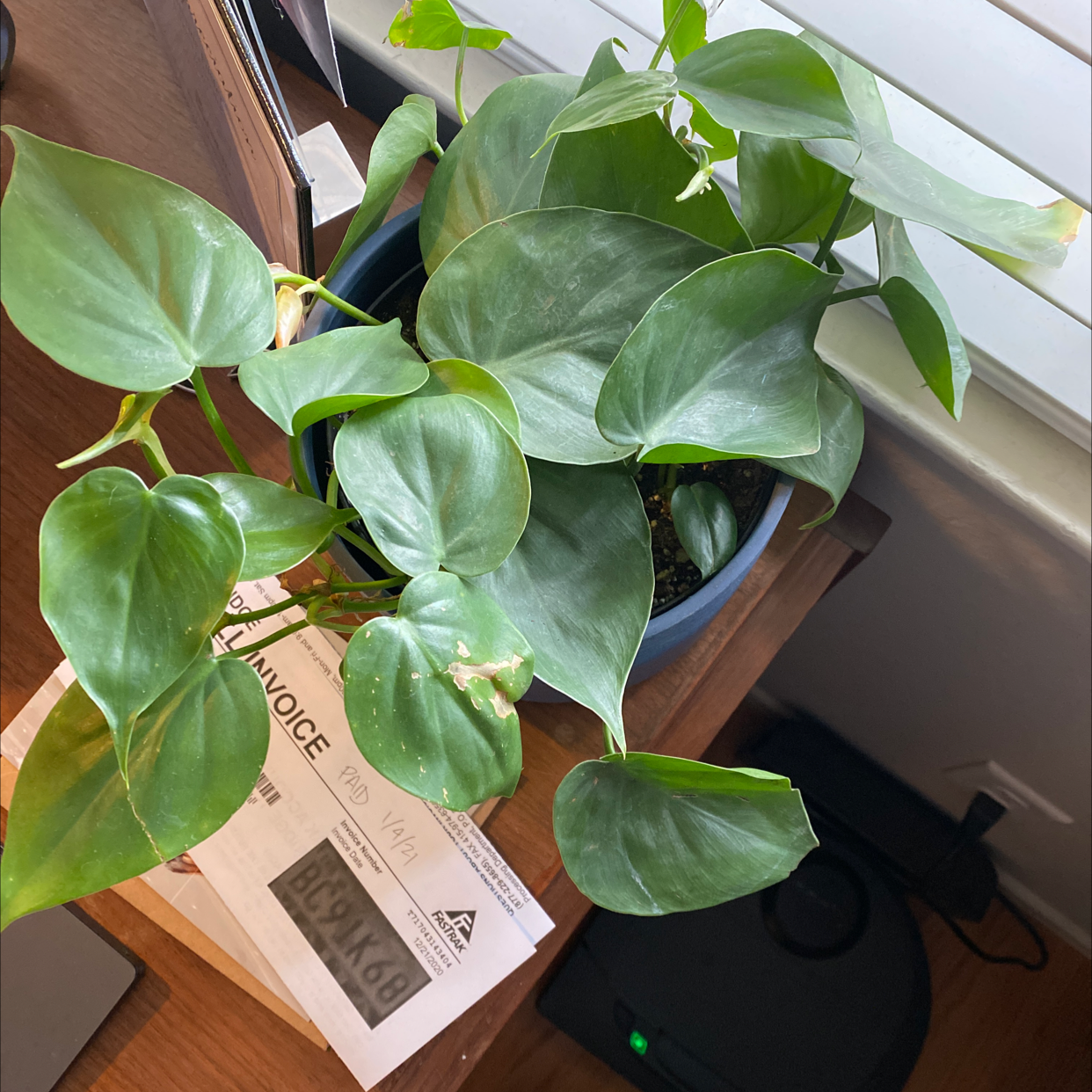 Healthy, thriving potted Heartleaf Philodendron plant with large, glossy green leaves.