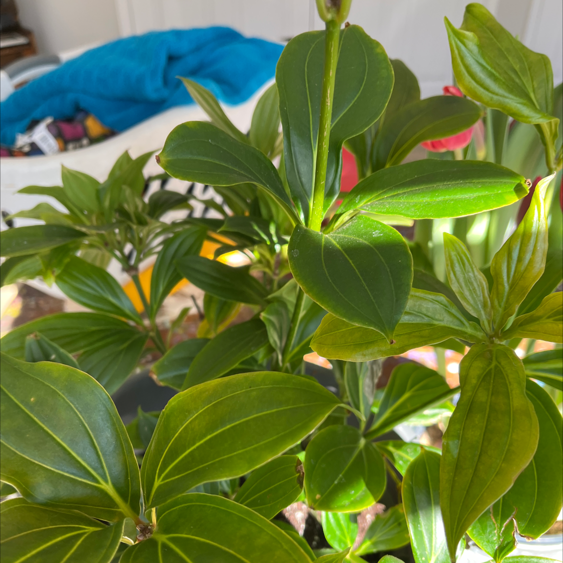 Showy Medinilla plant with broad, green leaves. No visible signs of discoloration or disease.