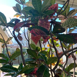 Croton 'Petra' plant photo by Windswept named Croot on Greg, the plant care app.