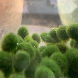 Marimo plant in Somewhere on Earth