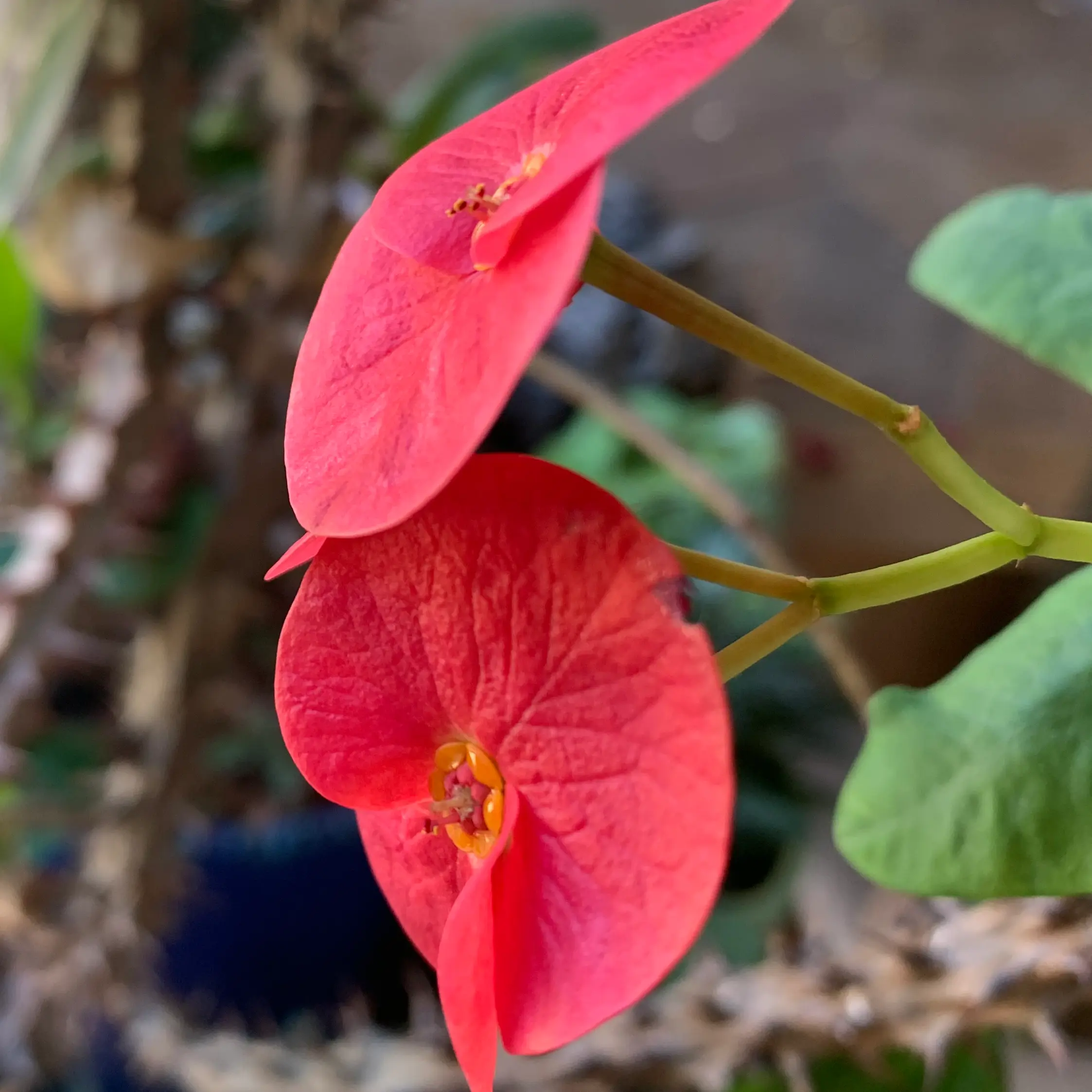 Photo of the plant species Grandiflora Crown of Thorns by @Windswept named Bigleef Smalls on Greg, the plant care app
