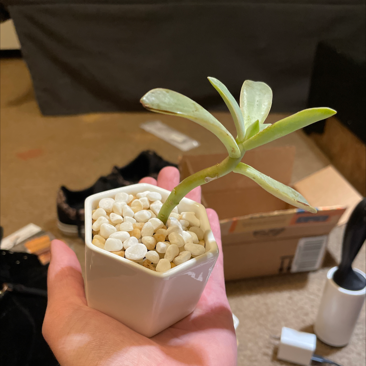 Photo of the plant species Graptoveria 'Fred Ives' by @theshelbyford named Fred on Greg, the plant care app