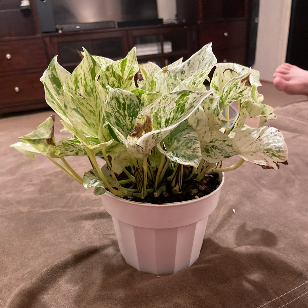 Snow Queen Pothos plant in a white pot with variegated leaves and some browning.