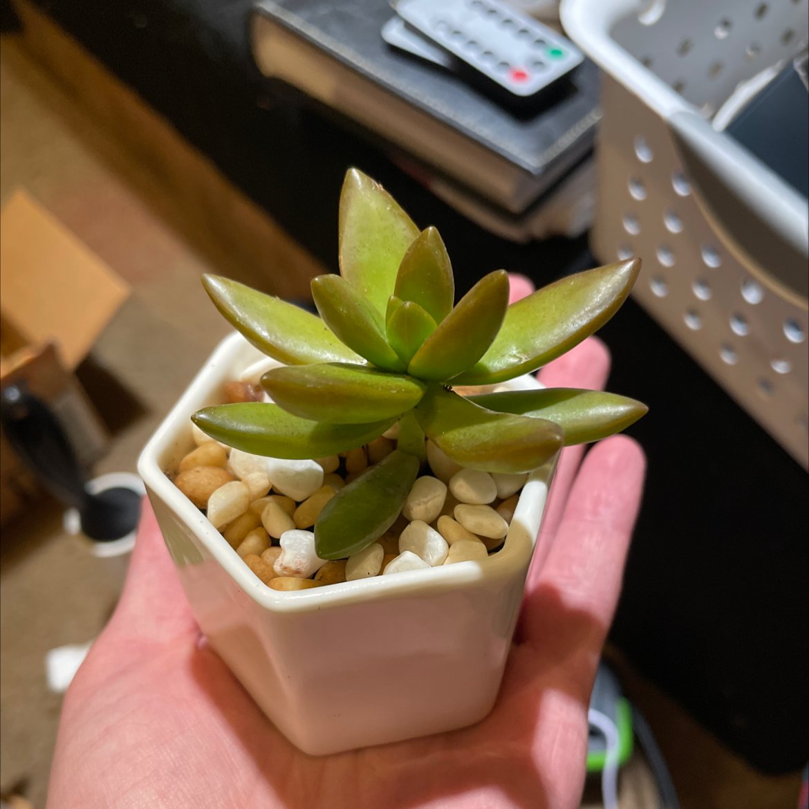 Sedum 'Firestorm' succulent in a white pot with pebbles, held in a hand.