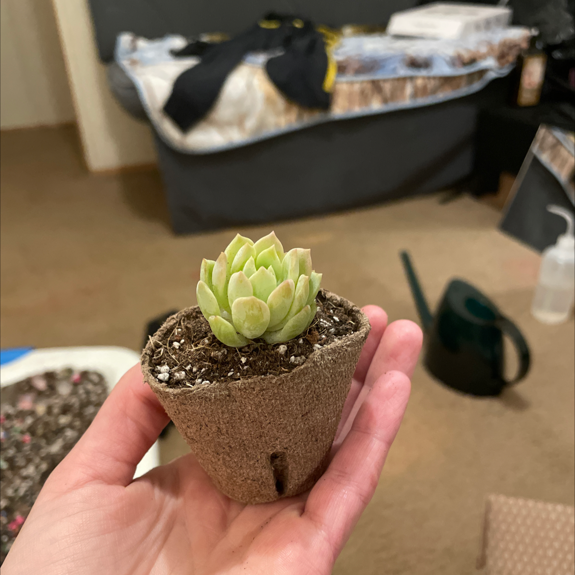 Photo of the plant species Prolific Echeveria by @theshelbyford named Liffy on Greg, the plant care app