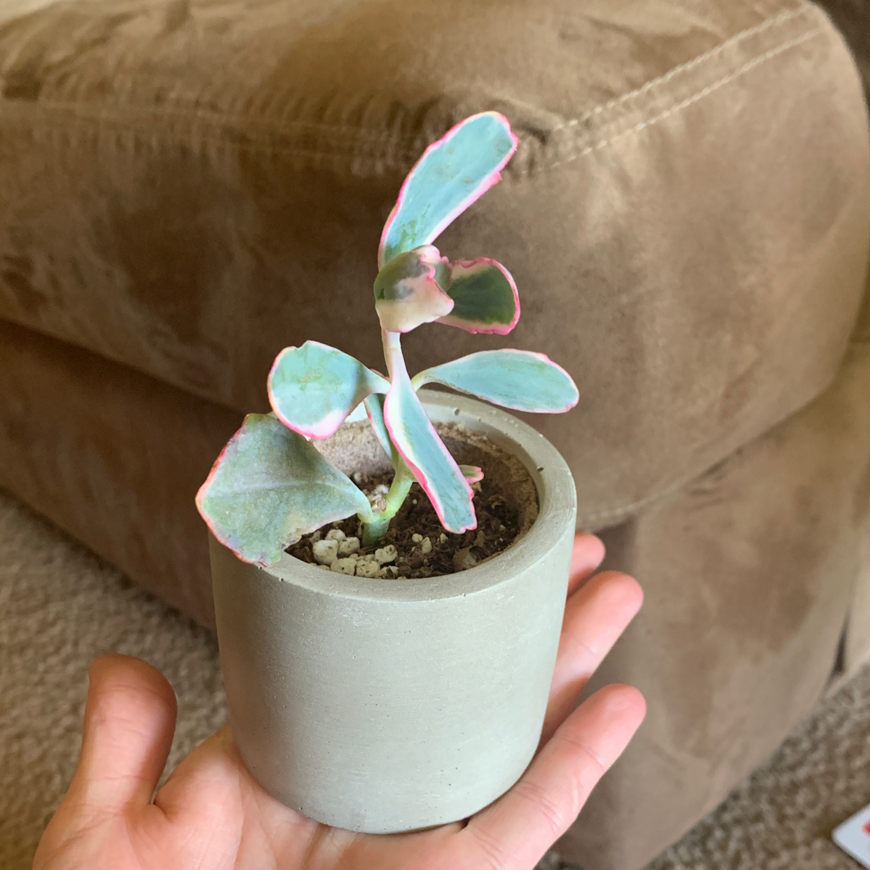 Marnier's Kalanchoe plant in a pot, held by a hand. The plant has green leaves with pink edges.