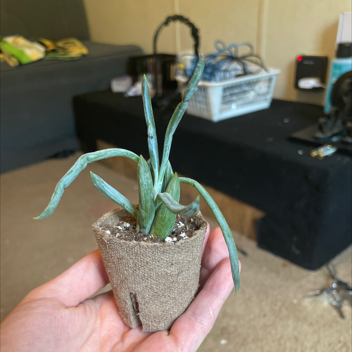 Blue Chalksticks plant in a biodegradable pot held by a hand, indoor background.