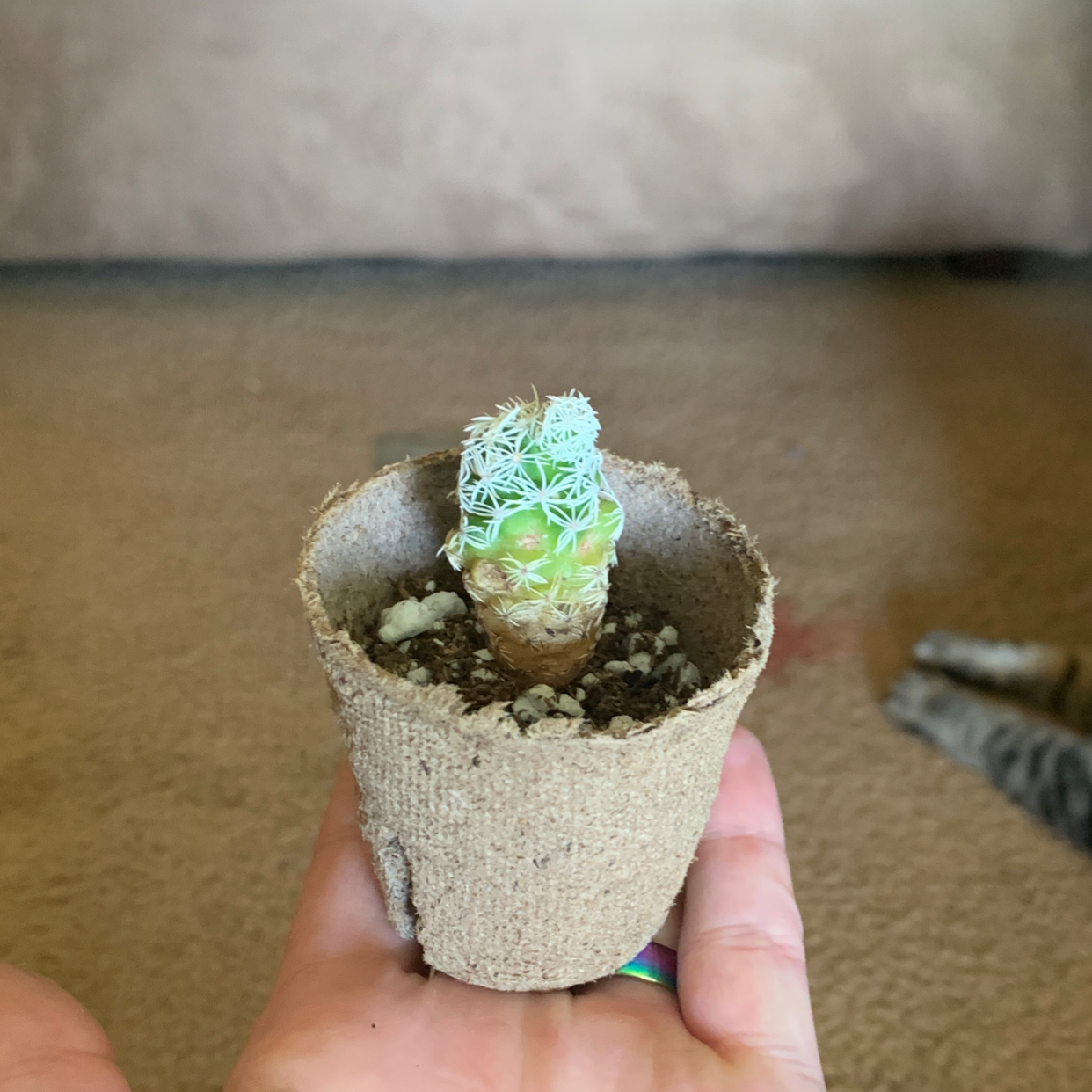 Photo of the plant species Thimble Cactus by @theshelbyford named Thimblina🌵 on Greg, the plant care app