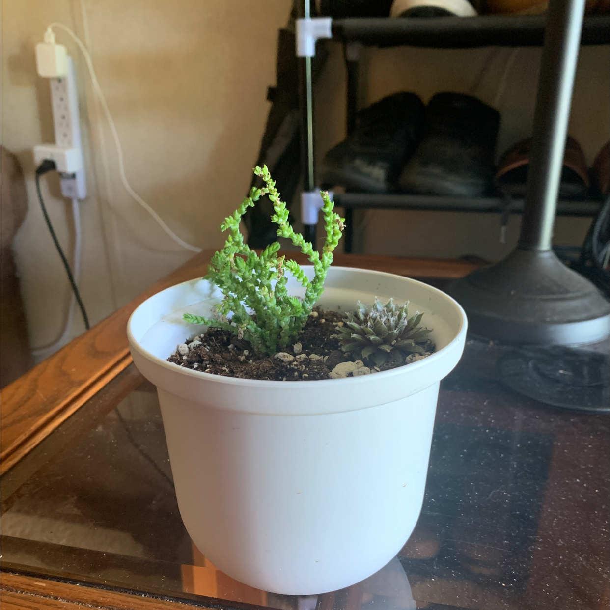 Potted Rattail Crassula plant in a white pot on a glass table.