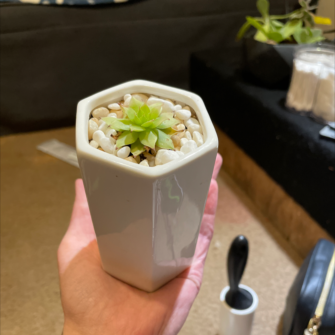 Aeonium 'Kiwi' plant in a white hexagonal pot with white pebbles, held in a hand.