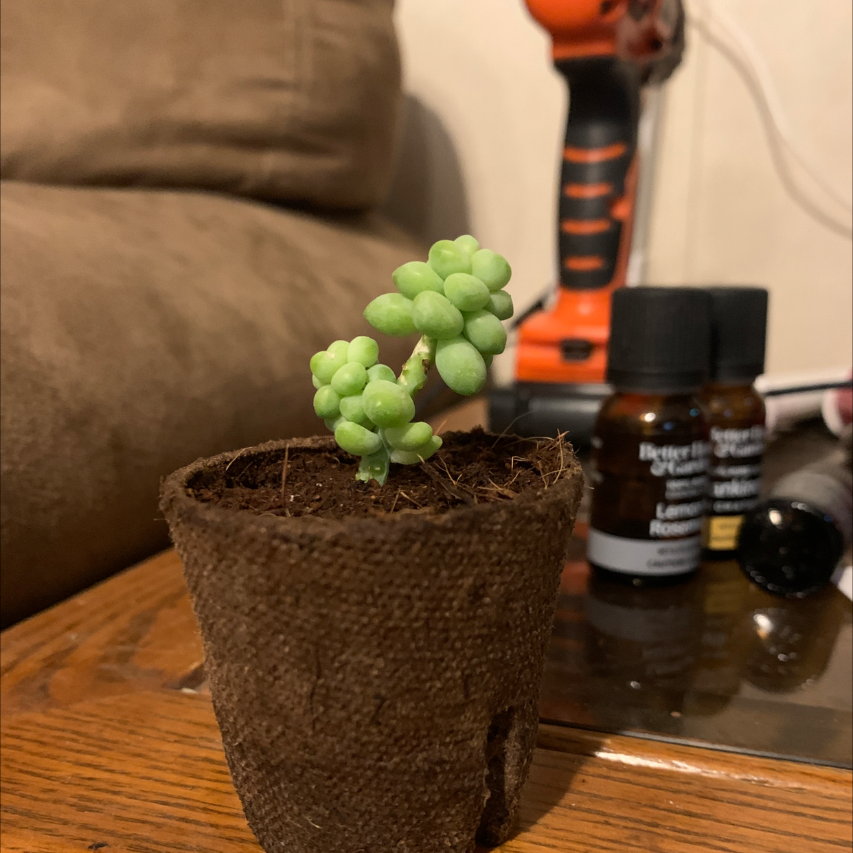 Burro's Tail plant photo by @theshelbyford named Jackass on Greg, the plant care app.