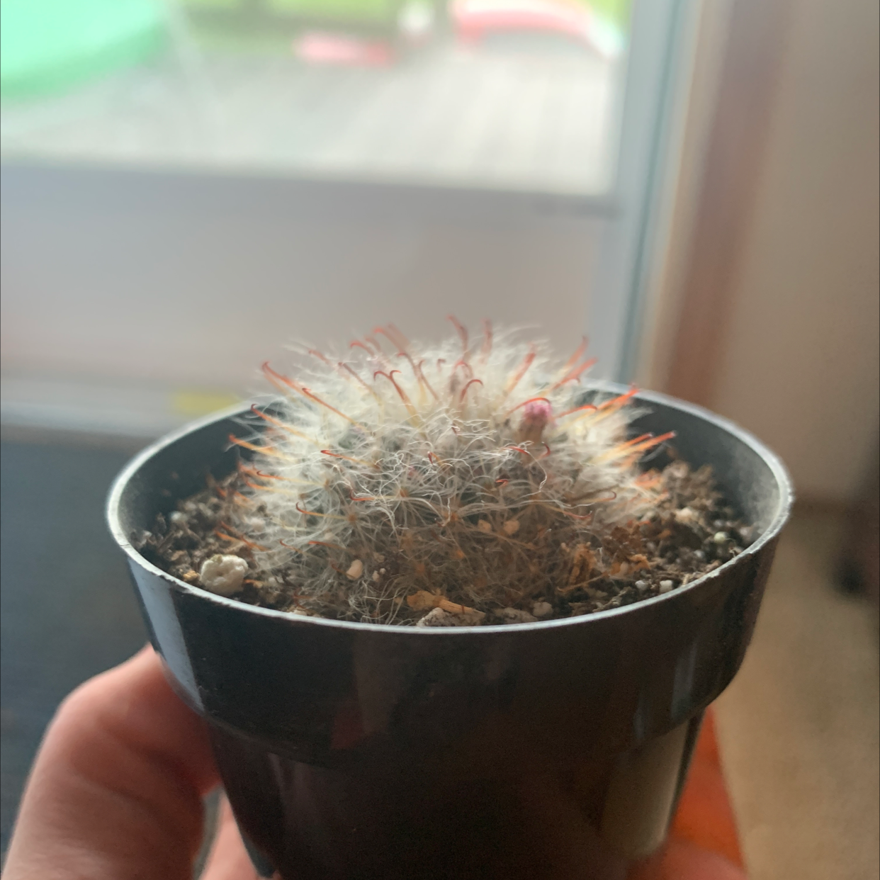 Powder Puff Cactus in a black pot, held by a hand, with visible soil.