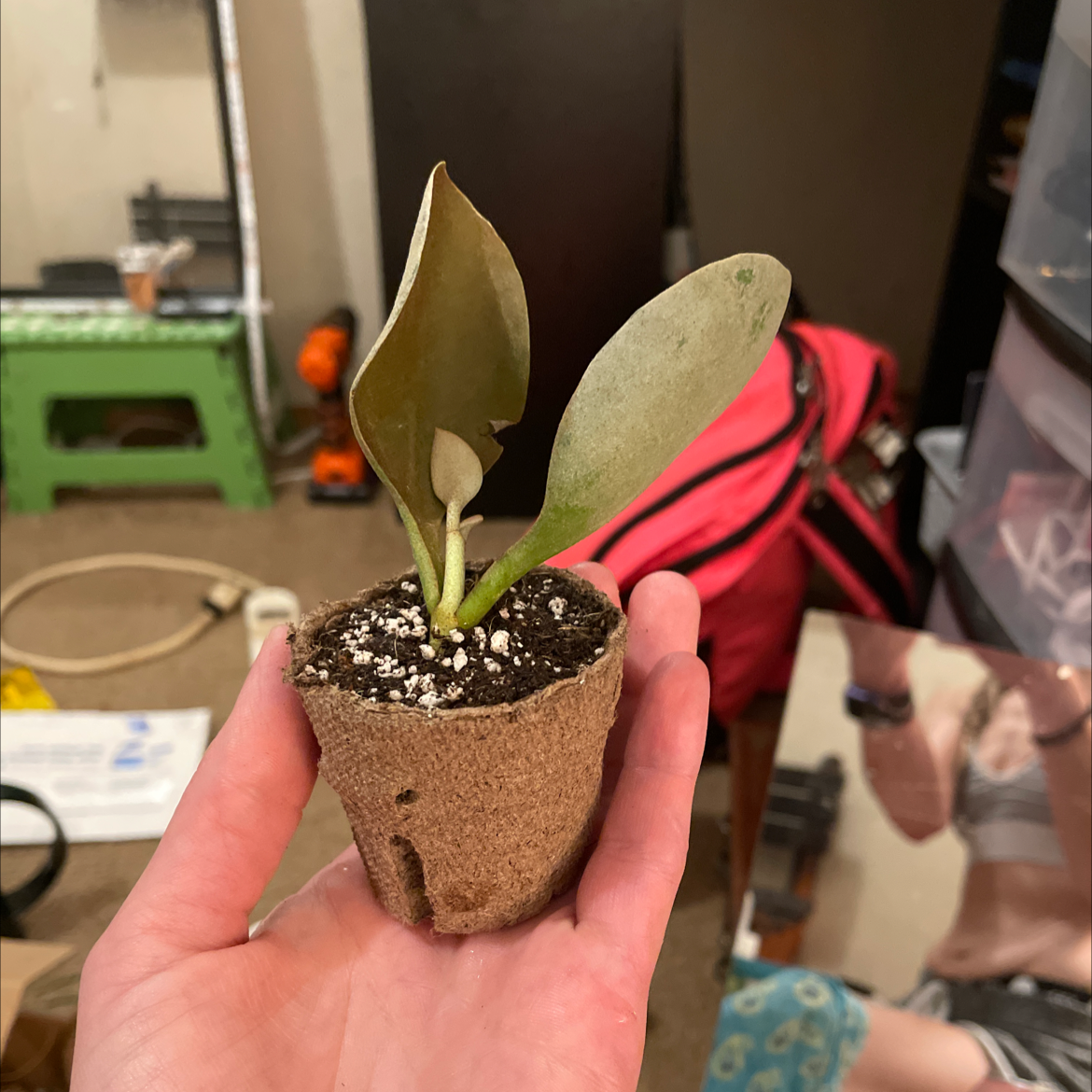 Copper Spoons plant in a biodegradable pot held by a hand, with household items in the background.