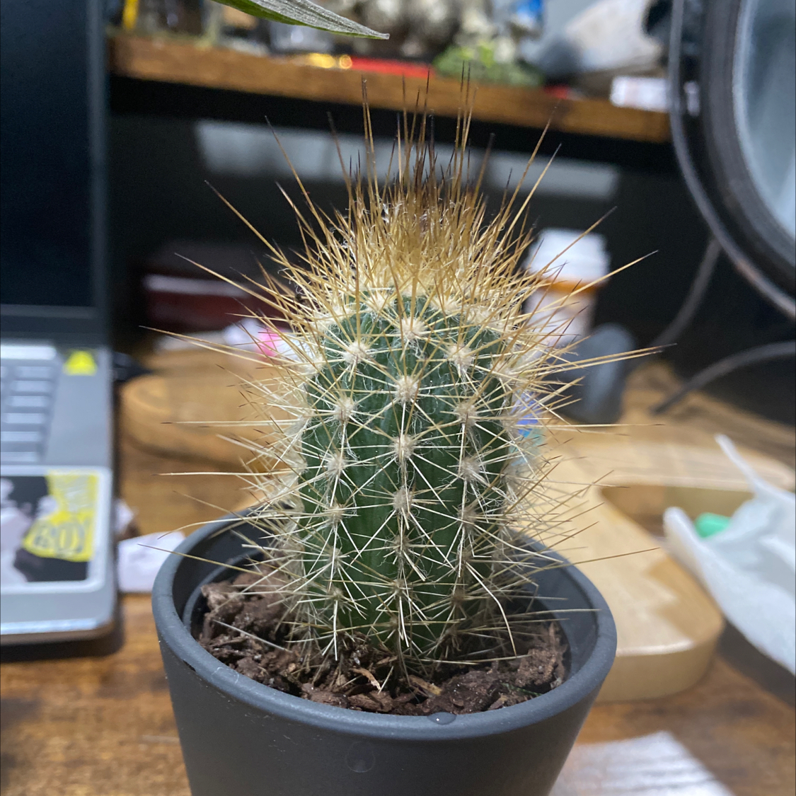 Scarlet Hedgehog Cactus in a pot, healthy with prominent spines.