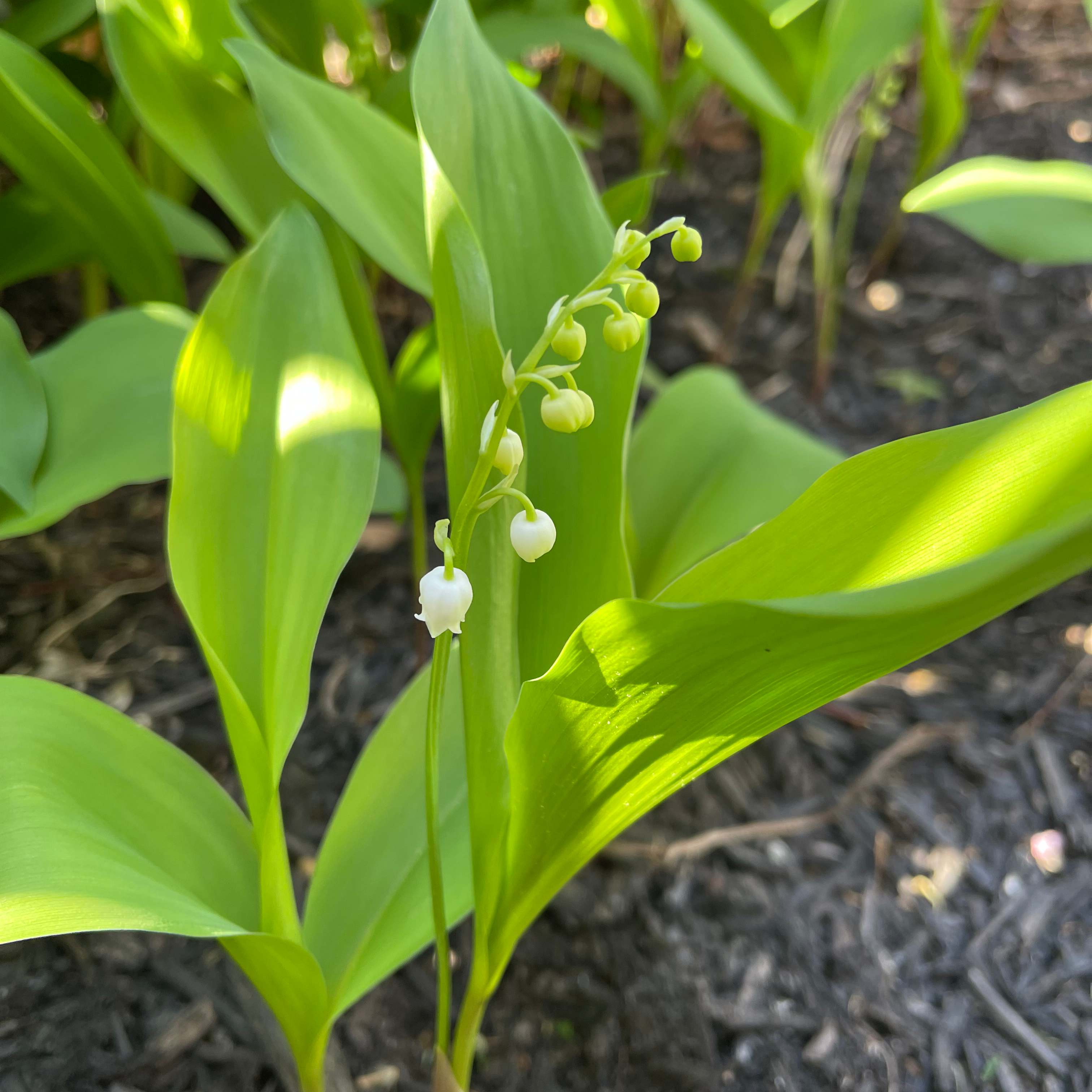 Lily-of-the-Valley plant with green leaves and small white flowers.