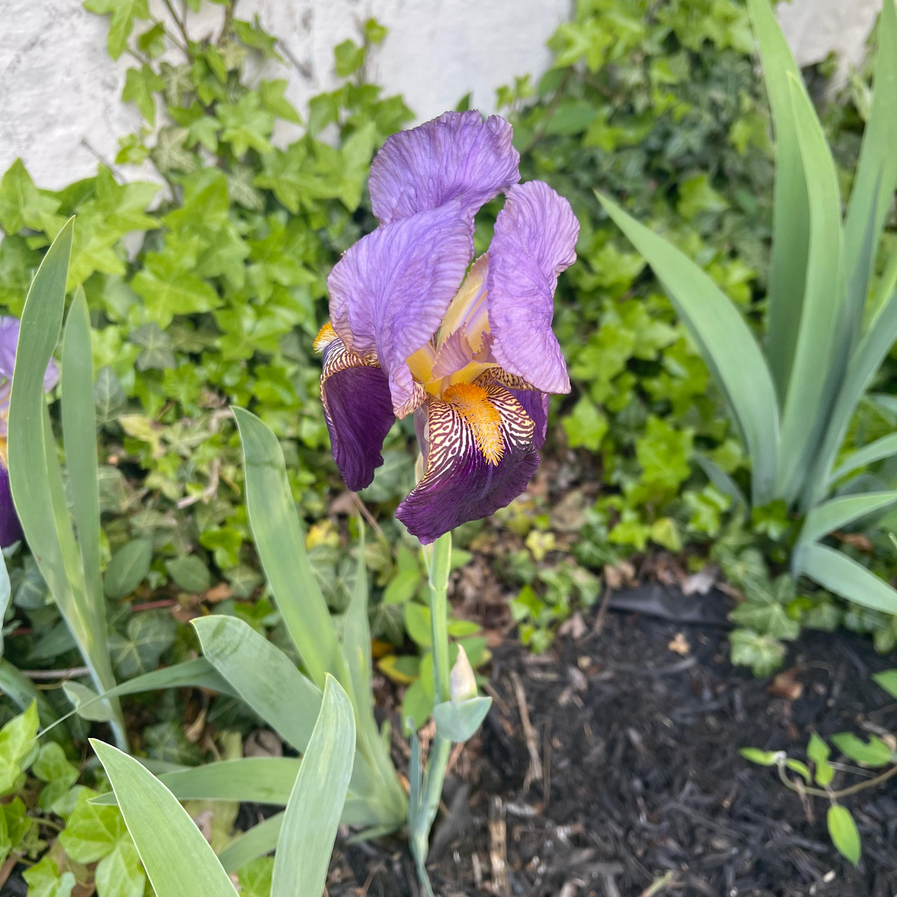 Flowering Crimean Iris with purple petals and intricate patterns, surrounded by green foliage.