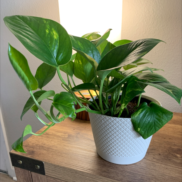 Ivy Arum plant photo by @IsisAtena named Dolores on Greg, the plant care app.
