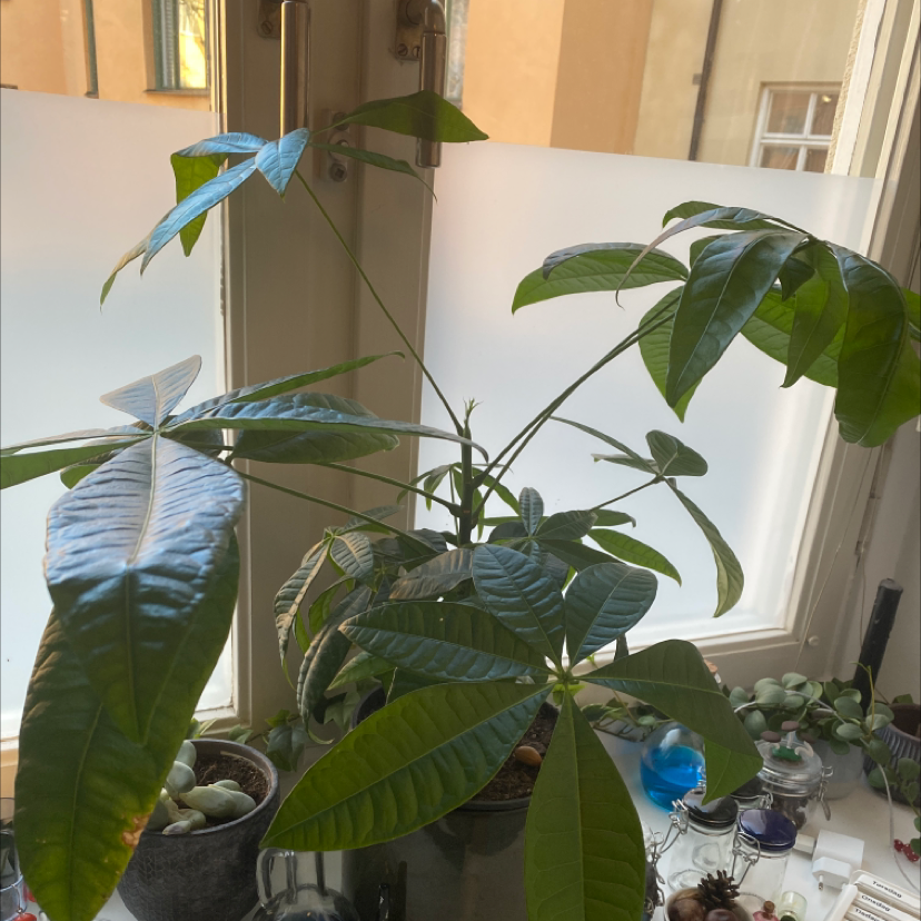 Money Tree plant photo by @SpicyCarobtree named Dave on Greg, the plant care app.