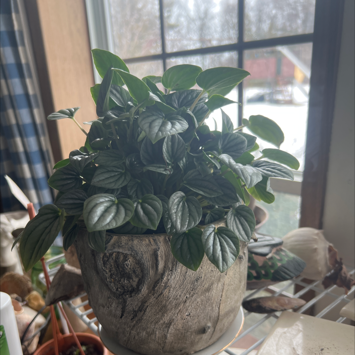 Silver Ripple Peperomia plant in a pot near a window, healthy dark green leaves.