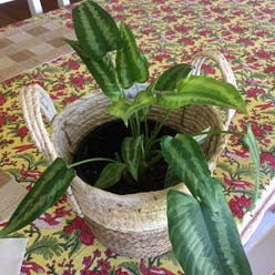 Schismatoglottis wallichii plant
