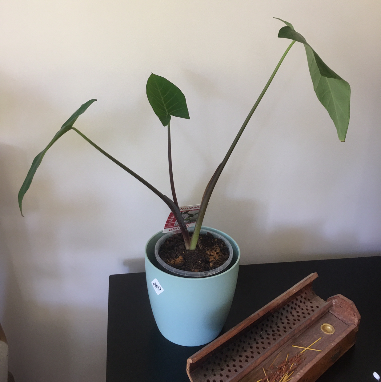 Potted Arrowleaf Elephant Ear plant with three large leaves in a blue pot on a table.