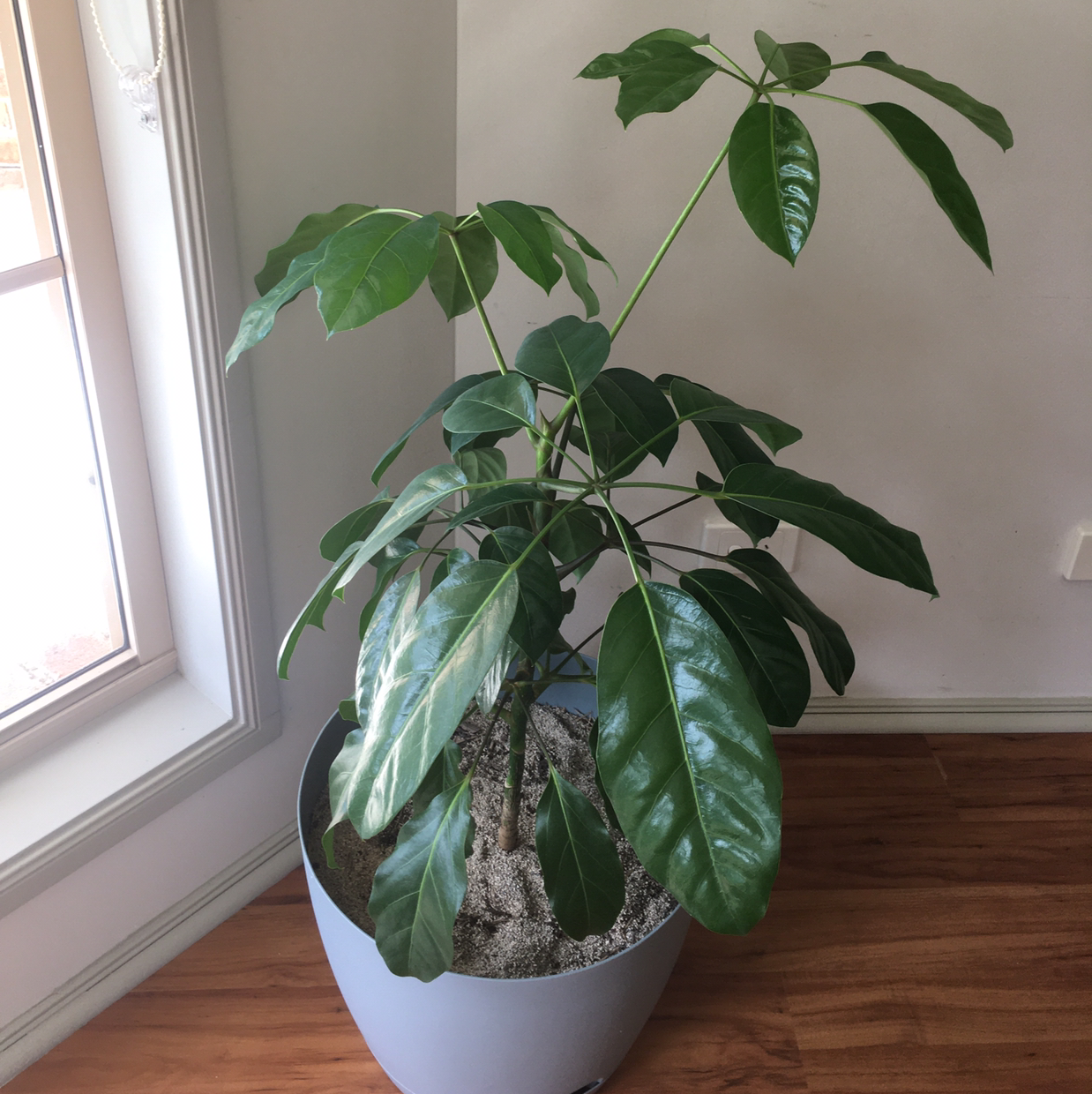A healthy, glossy Umbrella tree houseplant with vibrant green palmate leaves arranged in circular patterns, in a white pot.