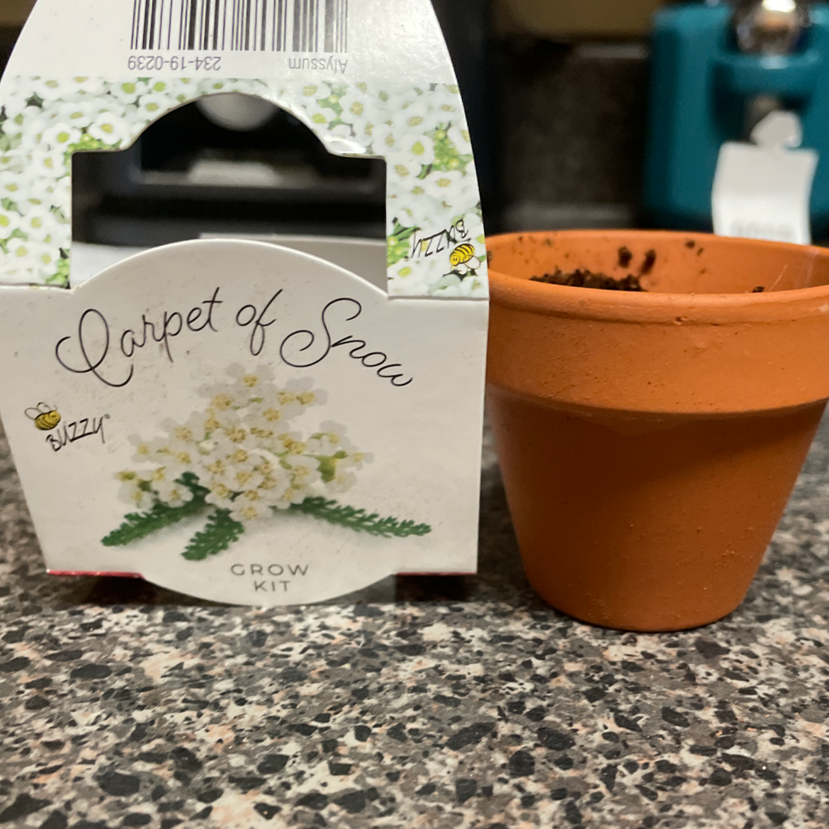 Healthy potted Sweet Alyssum plant in full bloom with tiny white flowers, pictured with illustrated seed packet.