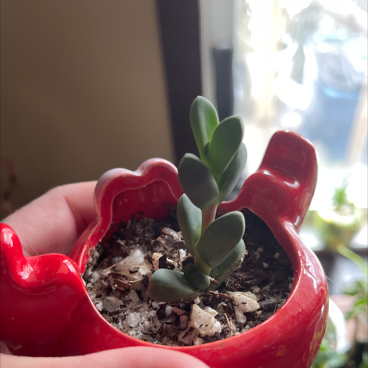 Ice plant plant photo by @SolidWodyetia named Darwin on Greg, the plant care app.