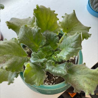 African Violet plant in Austin, Texas