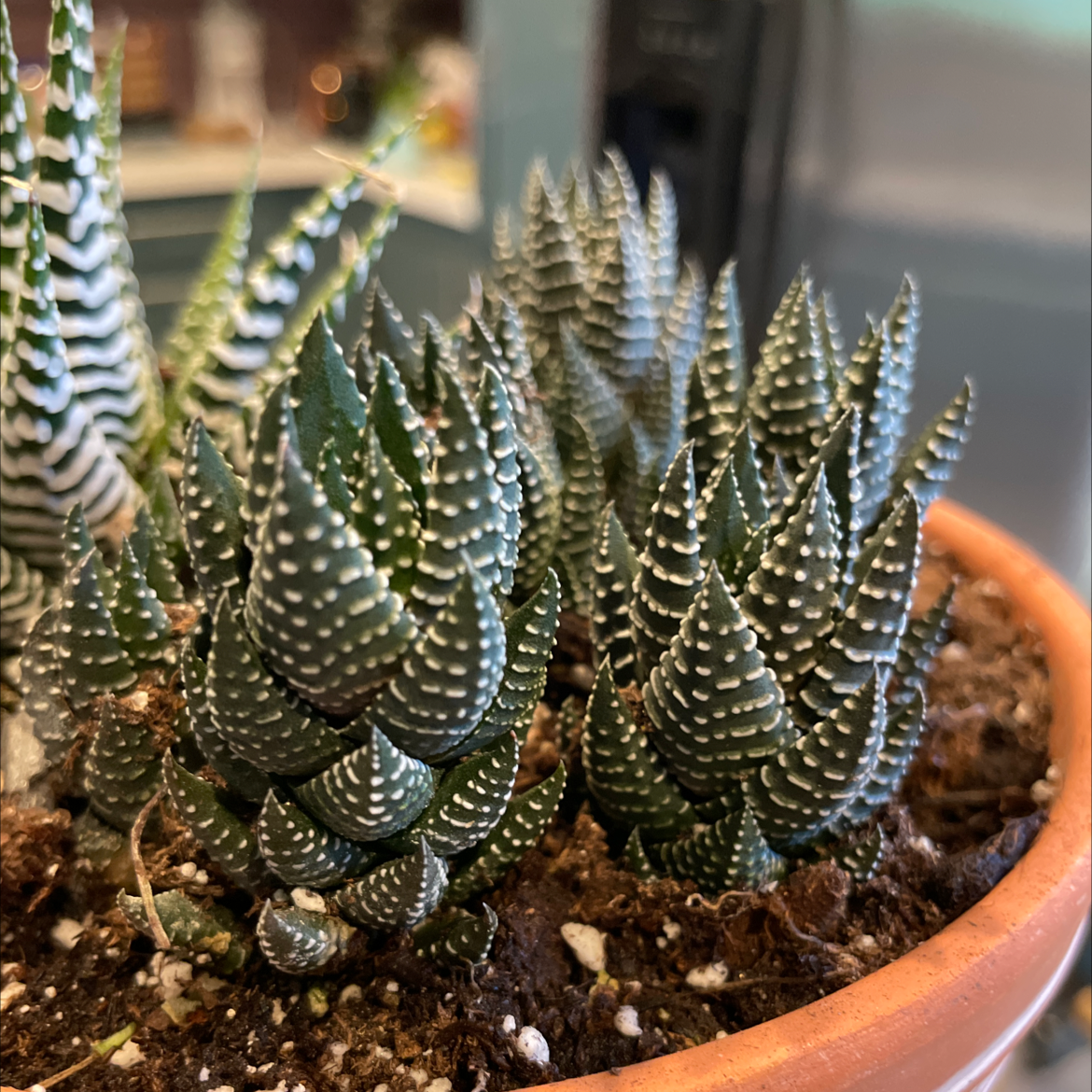 Well-focused image of a healthy Zebra Wart plant in a pot with visible soil.