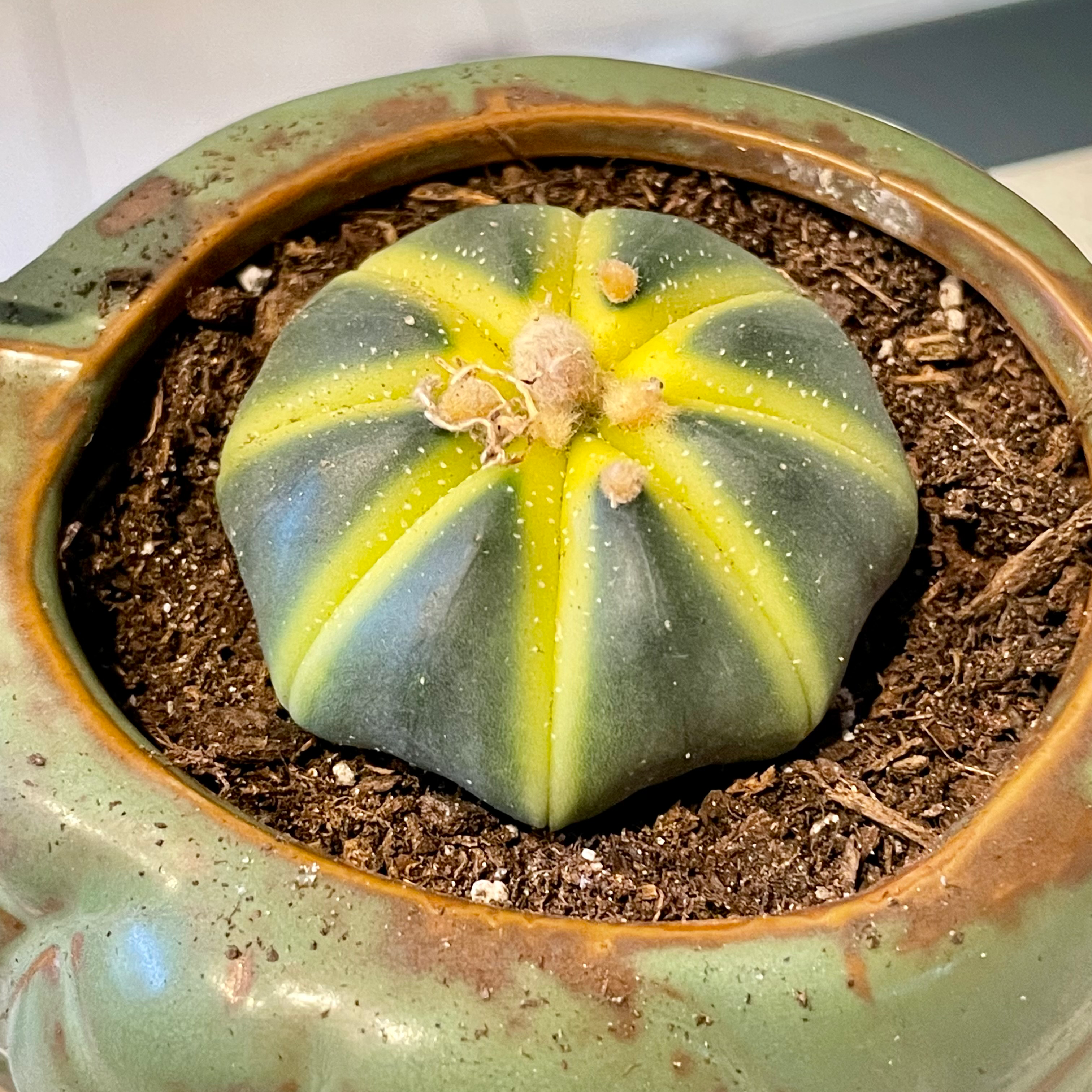 Sand Dollar Cactus in a pot with visible soil and some yellowing along the ridges.