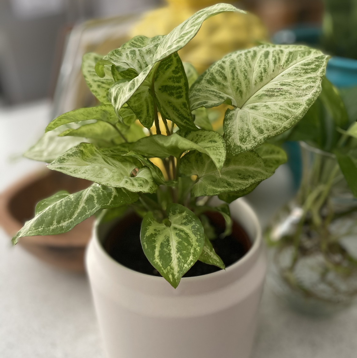 Syngonium 'White Butterfly' plant in a white pot with healthy variegated leaves.