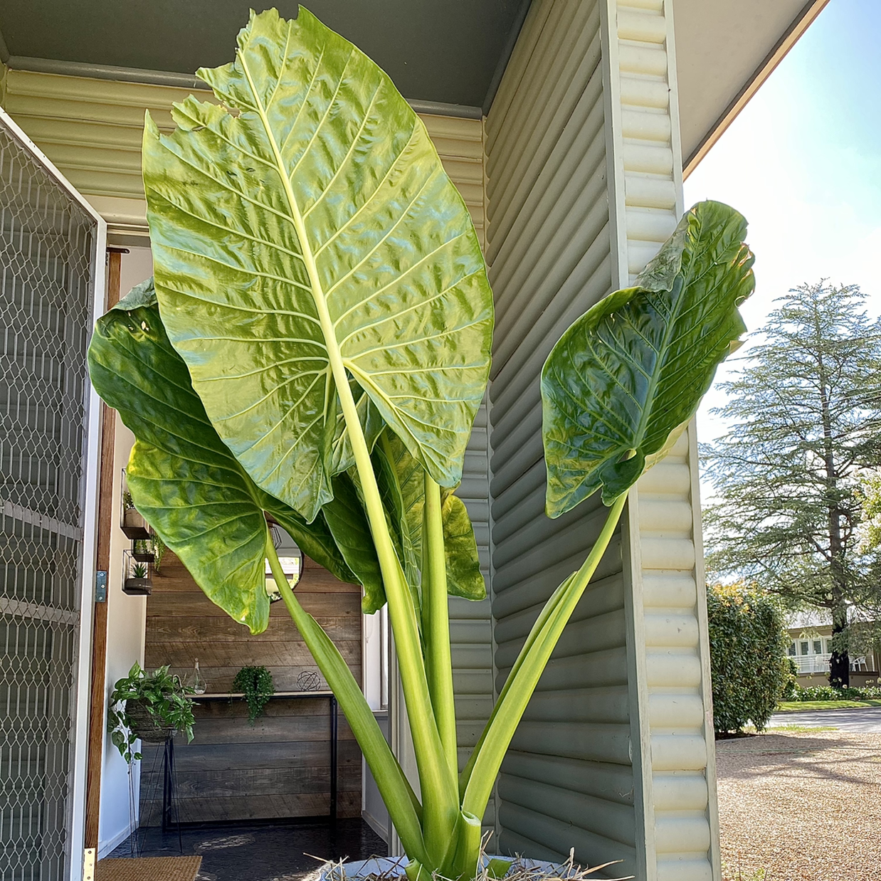 Healthy Giant Taro plant with large green leaves in a well-lit area.