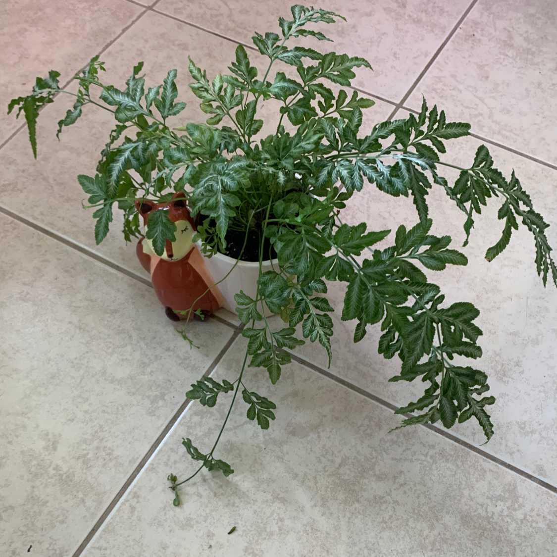 Healthy Brake Fern in a decorative pot on a tiled floor.