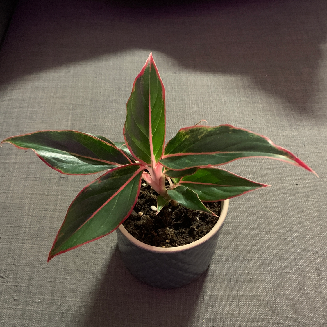 Red Siam Aurora Aglaonema plant in a pot with vibrant green and red-edged leaves.