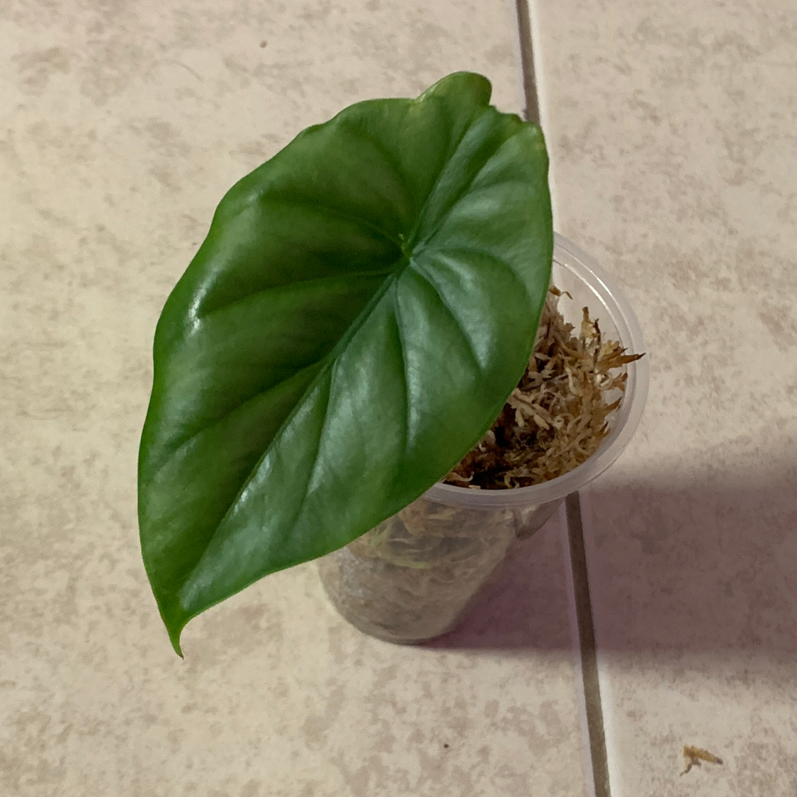 Alocasia Green Shield plant with a healthy green leaf in a clear container with visible soil and moss.
