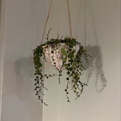 String of Turtles plant
