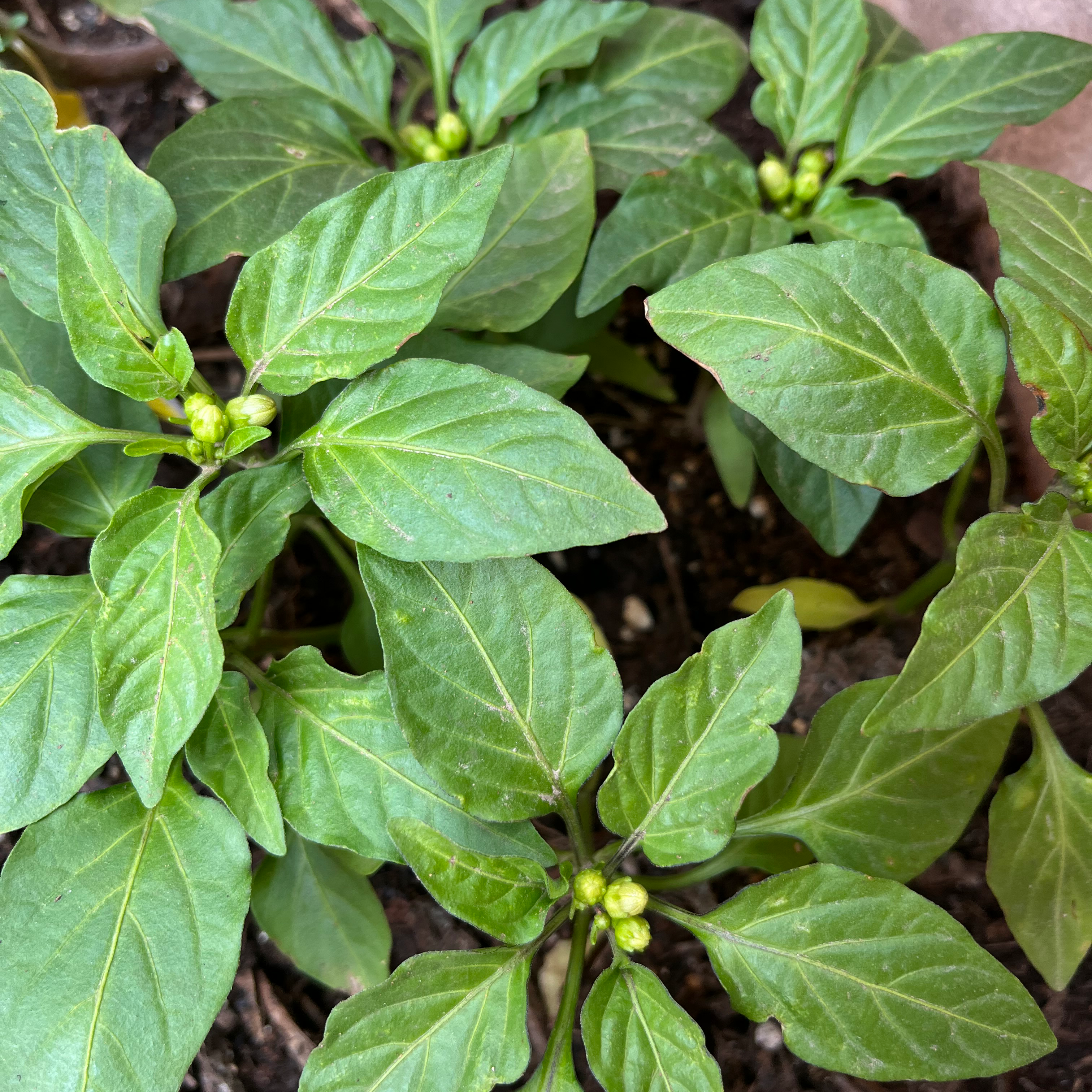 Healthy banana pepper plant with green leaves and small buds, indicating early flowering.