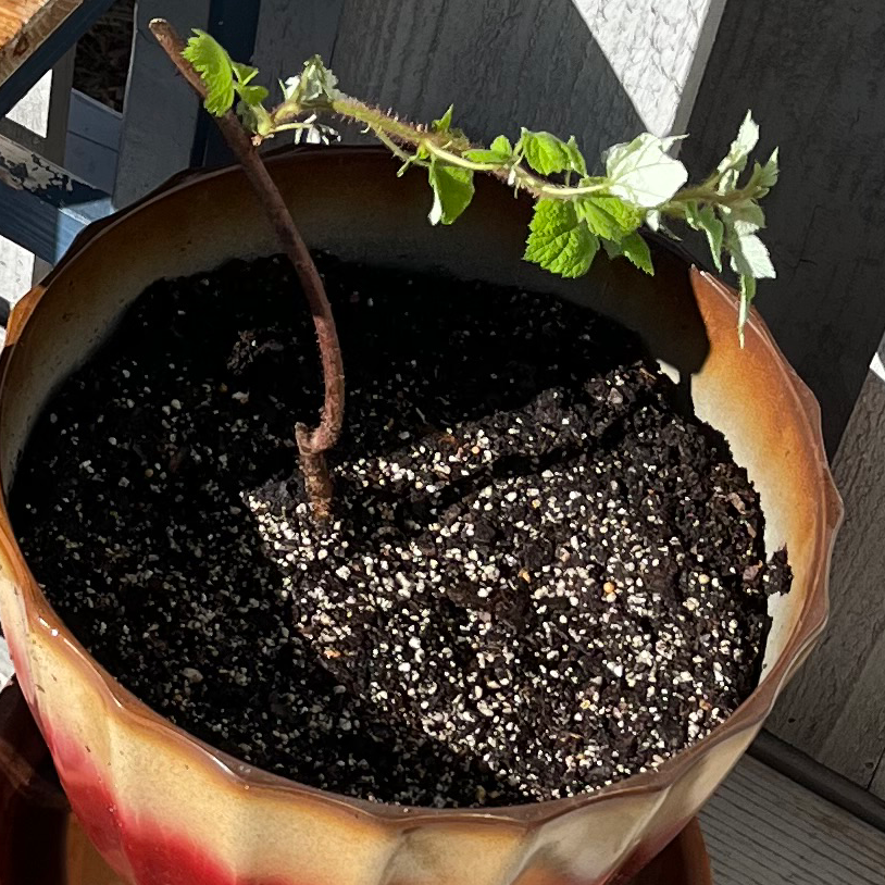 Photo of the plant species Arctic Raspberry by @Kinnity named Raspberry on Greg, the plant care app