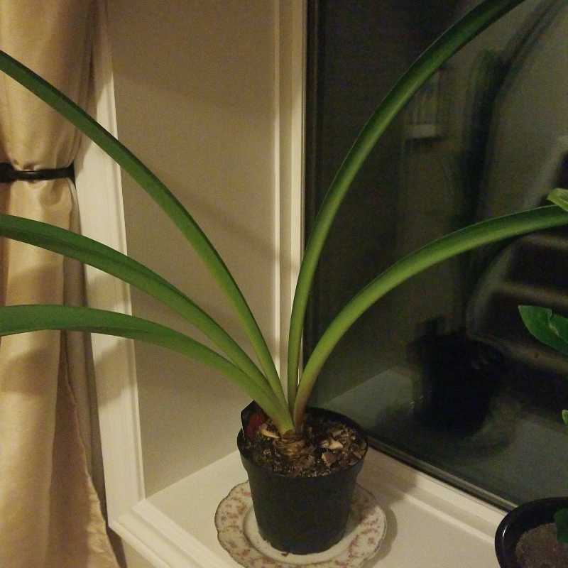 Hippeastrum 'Red Lion' plant with long green leaves in a pot on a windowsill.