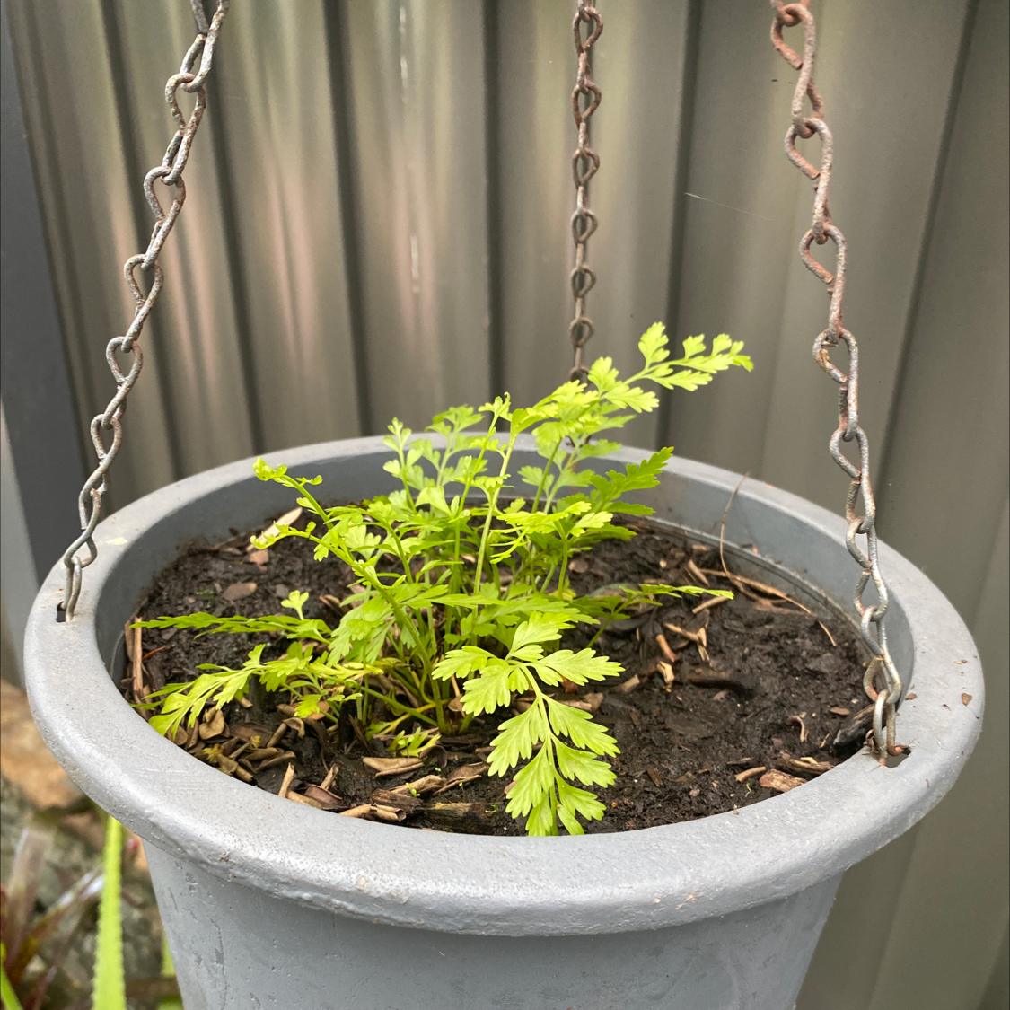 Photo of the plant species Drooping Spleenwort by @Kacie named Lil chooken on Greg, the plant care app