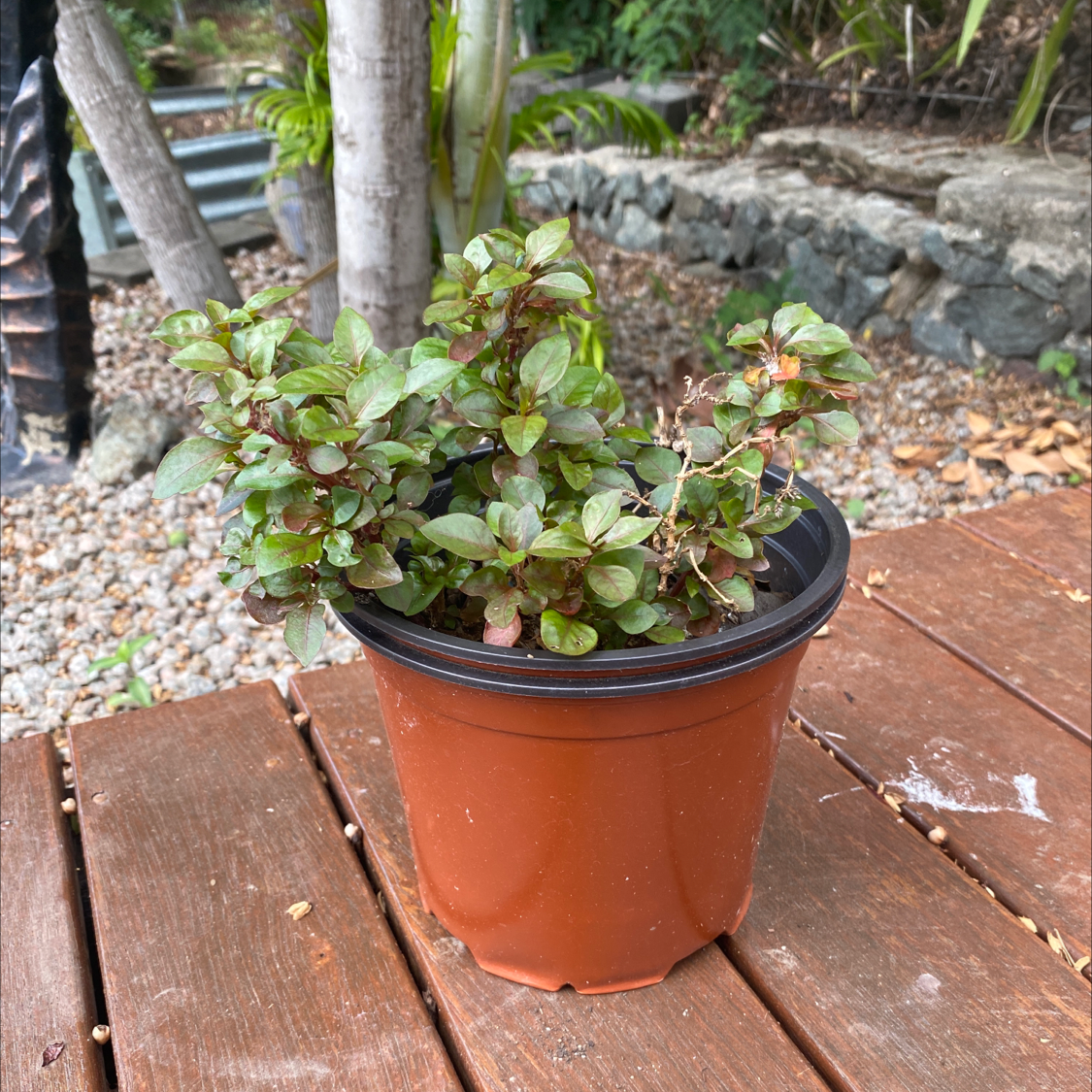 Photo of the plant species False Loosestrife by @Kacie named Barbara bush on Greg, the plant care app